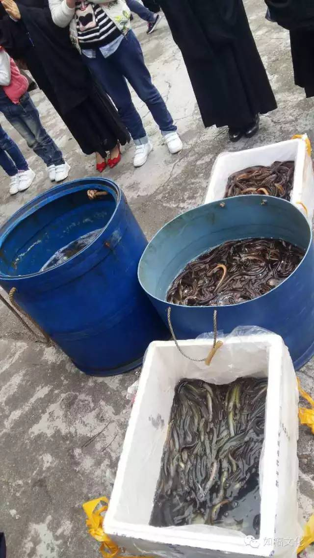 禅宗活动 —— 放生（一）