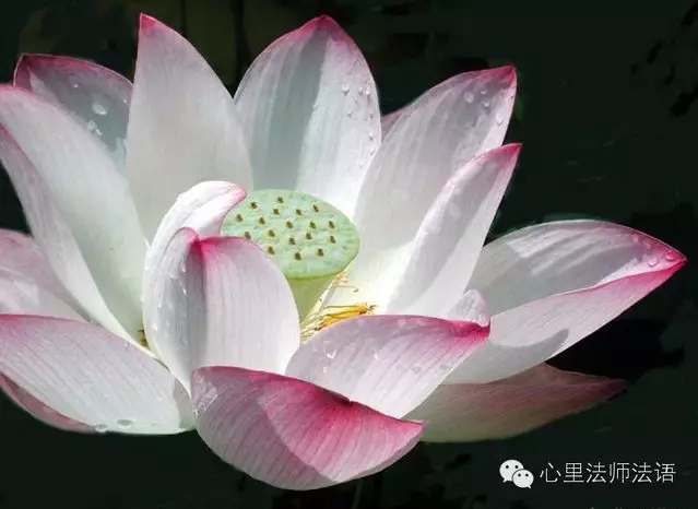 心里法师：播种爱，让爱传出去