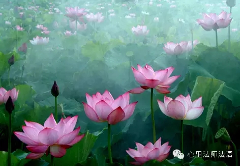 心里法师：播种爱，让爱传出去