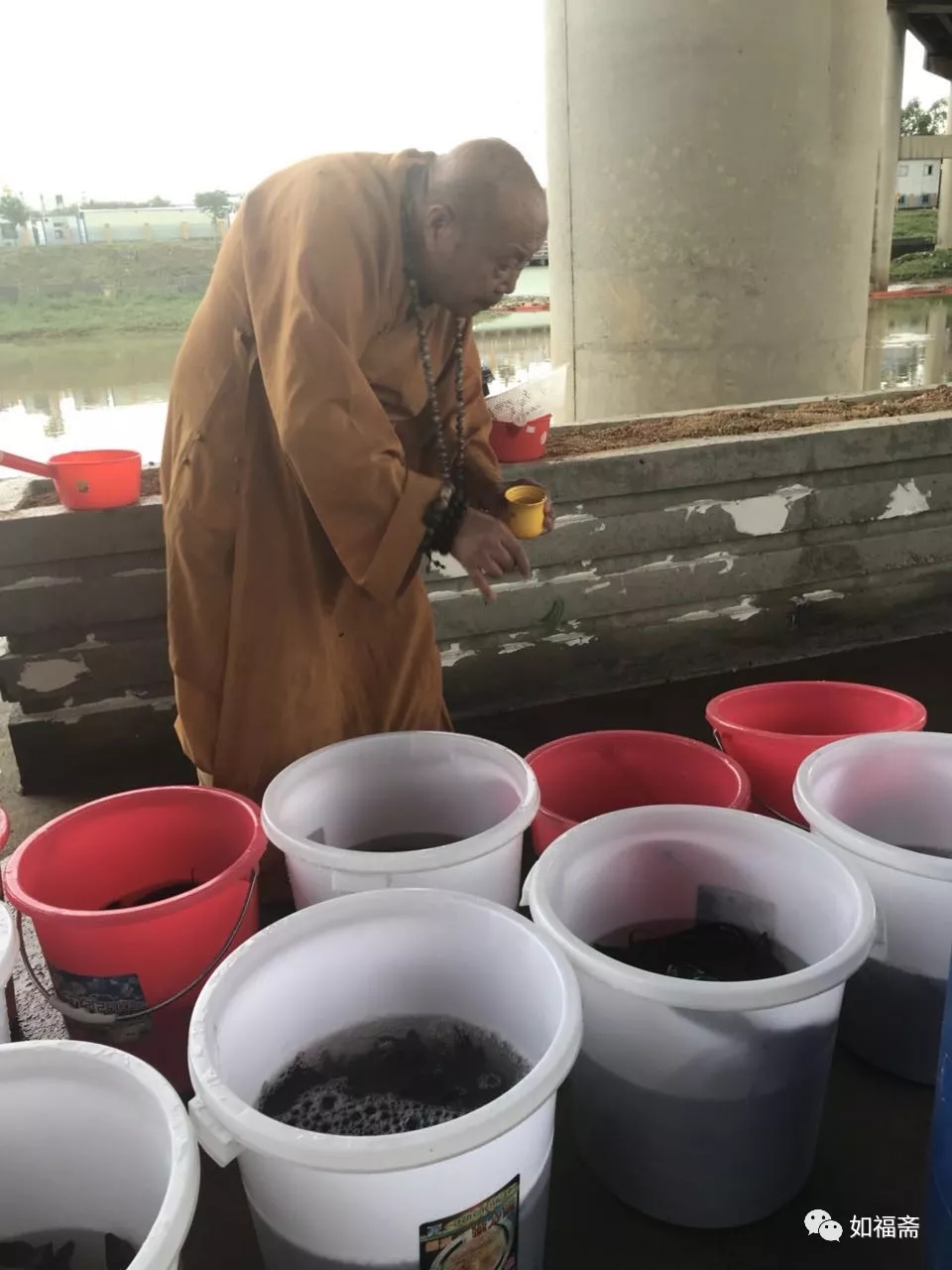 【如福文化】四海功德——（1）放生