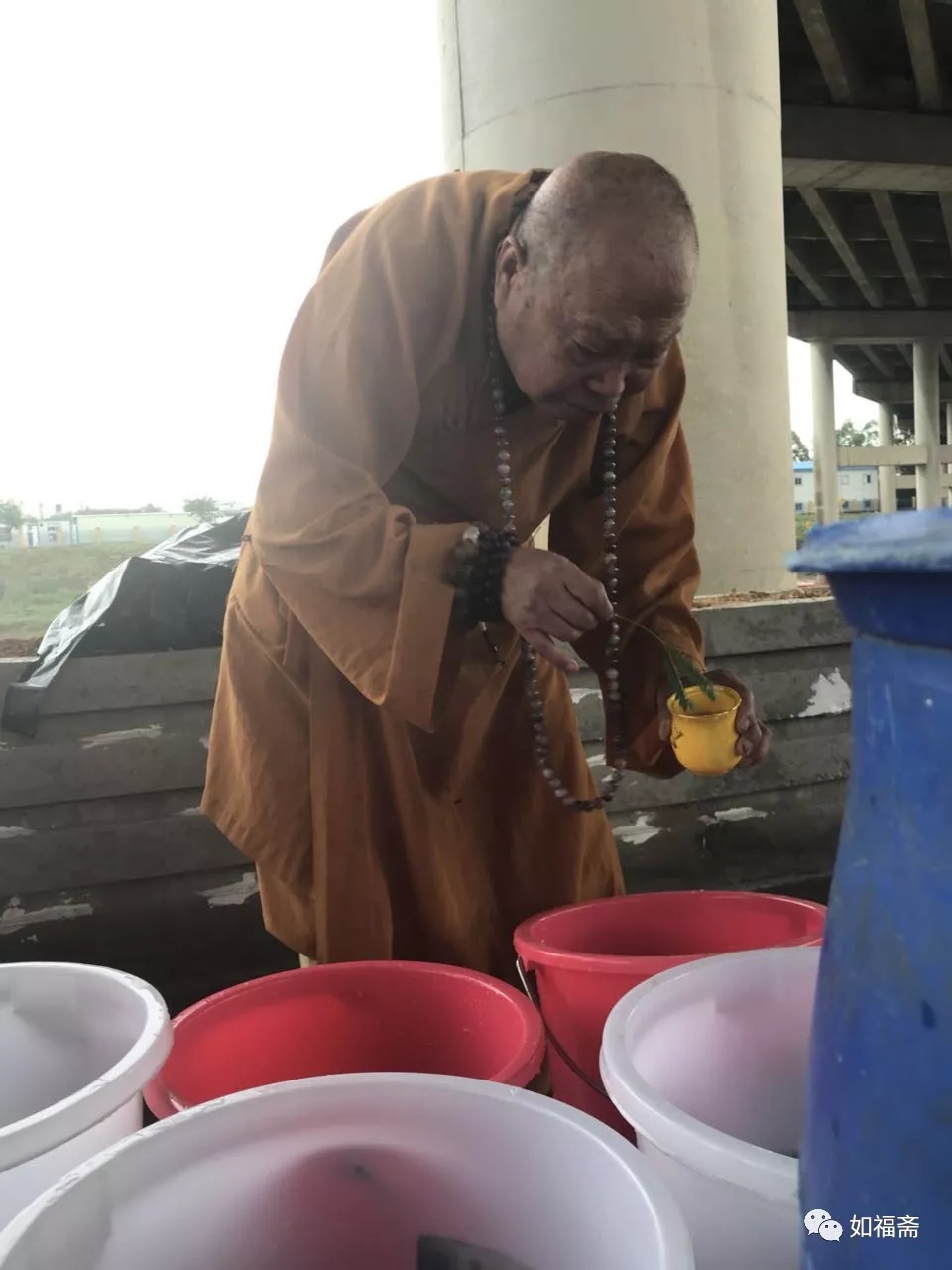 【如福文化】四海功德——（1）放生