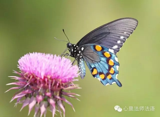 心里法師：相信自己  爱好自己